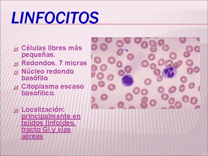 LINFOCITOS Células libres más pequeñas. Redondos. 7 micras Núcleo redondo basófilo Citoplasma escaso basofilico.