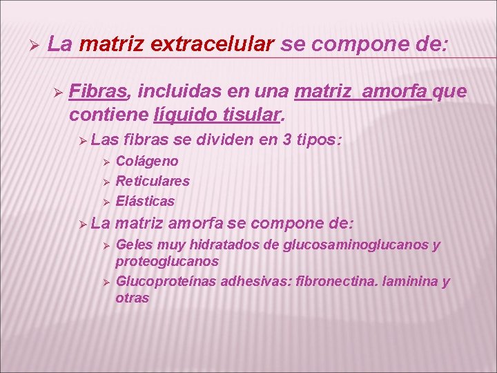 Ø La matriz extracelular se compone de: Ø Fibras, incluidas en una matriz amorfa