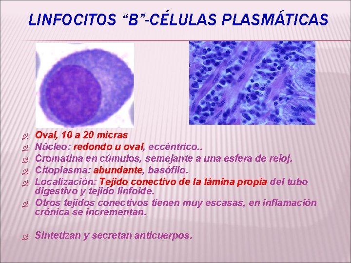 LINFOCITOS “B”-CÉLULAS PLASMÁTICAS Oval, 10 a 20 micras Núcleo: redondo u oval, eccéntrico. .