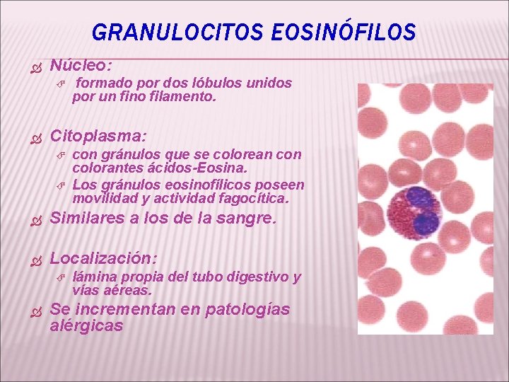GRANULOCITOS EOSINÓFILOS Núcleo: formado por dos lóbulos unidos por un fino filamento. Citoplasma: con