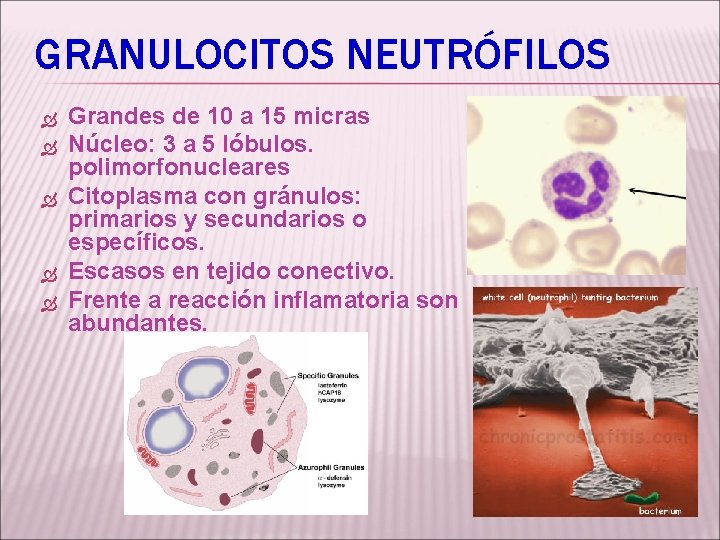 GRANULOCITOS NEUTRÓFILOS Grandes de 10 a 15 micras Núcleo: 3 a 5 lóbulos. polimorfonucleares