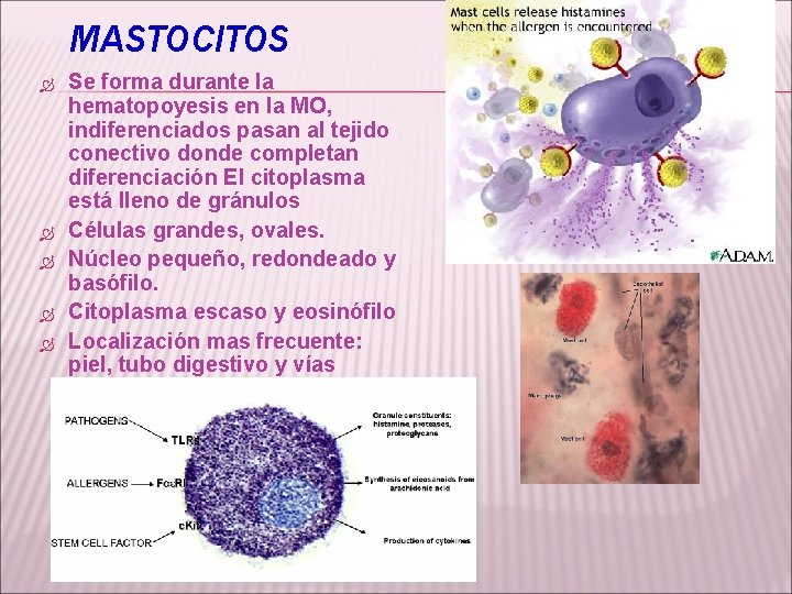 MASTOCITOS Se forma durante la hematopoyesis en la MO, indiferenciados pasan al tejido conectivo