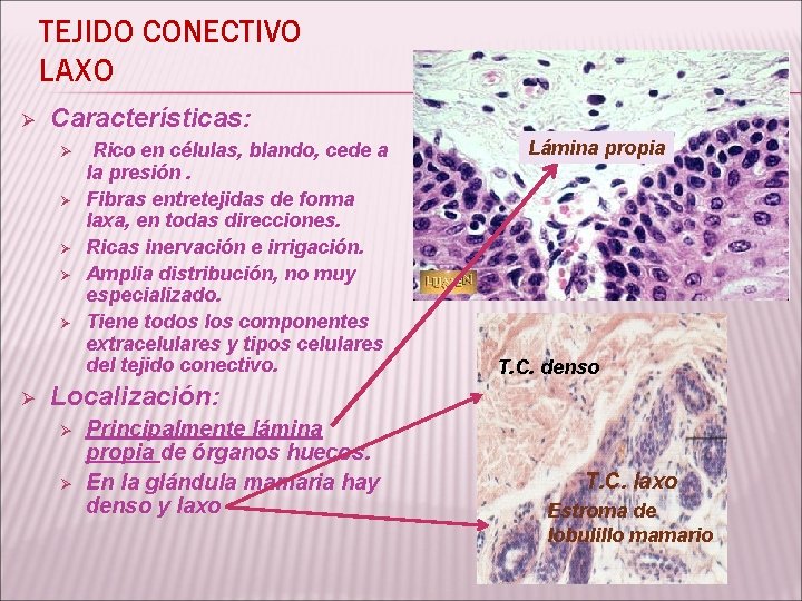 TEJIDO CONECTIVO LAXO Ø Características: Ø Ø Ø Rico en células, blando, cede a