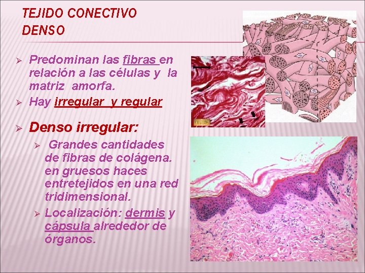 TEJIDO CONECTIVO DENSO Ø Predominan las fibras en relación a las células y la