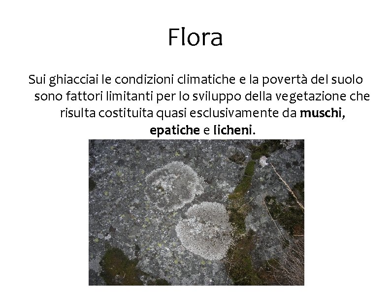 Flora Sui ghiacciai le condizioni climatiche e la povertà del suolo sono fattori limitanti