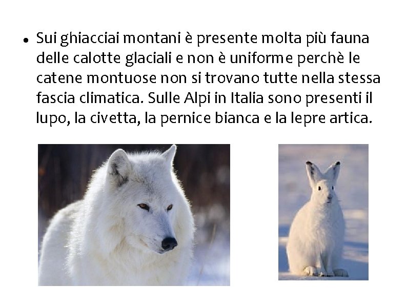  Sui ghiacciai montani è presente molta più fauna delle calotte glaciali e non