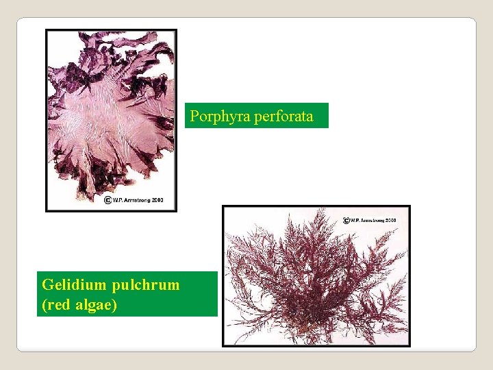 Porphyra perforata Gelidium pulchrum (red algae) 