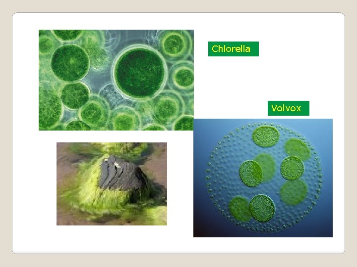 Chlorella Volvox 