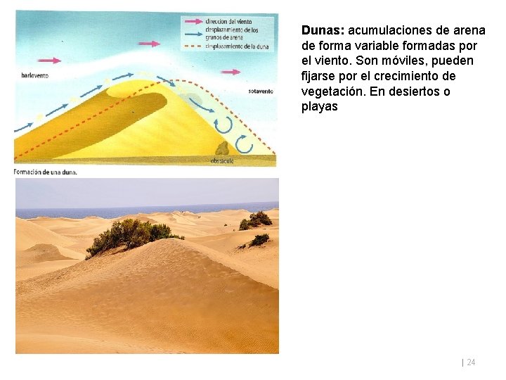Dunas: acumulaciones de arena de forma variable formadas por el viento. Son móviles, pueden