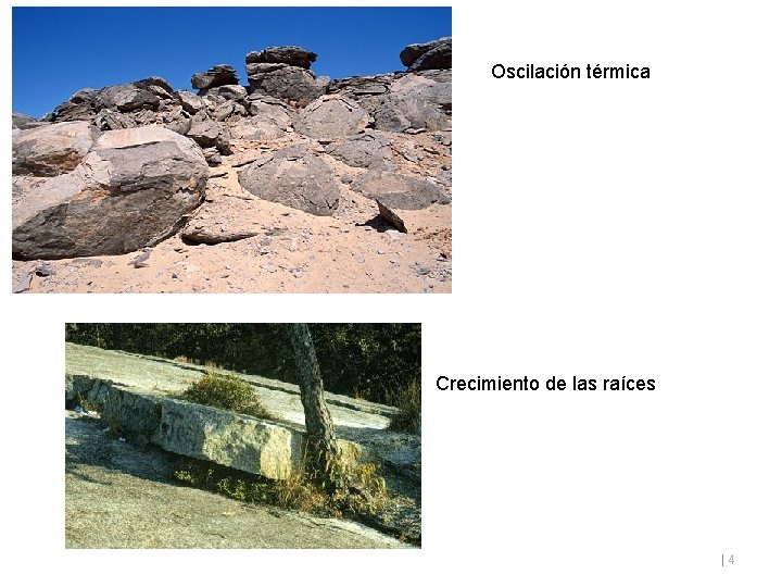 Oscilación térmica Crecimiento de las raíces | 4 
