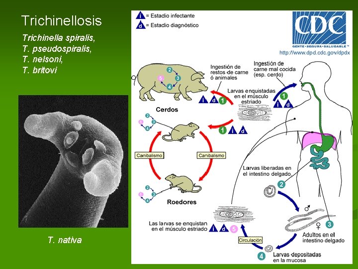 Trichinellosis Trichinella spiralis, T. pseudospiralis, T. nelsoni, T. britovi T. nativa Trichinellosis Trichinella spiralis, T. pseudospiralis, T. nelsoni, T. britovi T. nativa