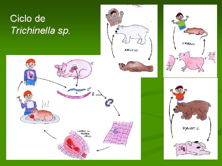 Ciclo de Trichinella sp. Ciclo de Trichinella sp.