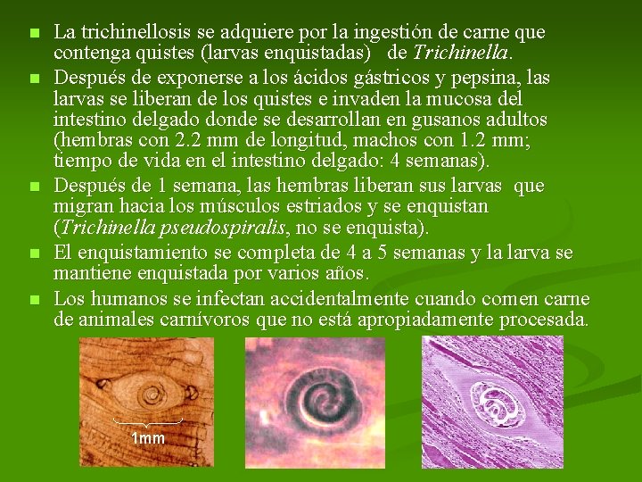 n n n La trichinellosis se adquiere por la ingestión de carne que contenga n n n La trichinellosis se adquiere por la ingestión de carne que contenga