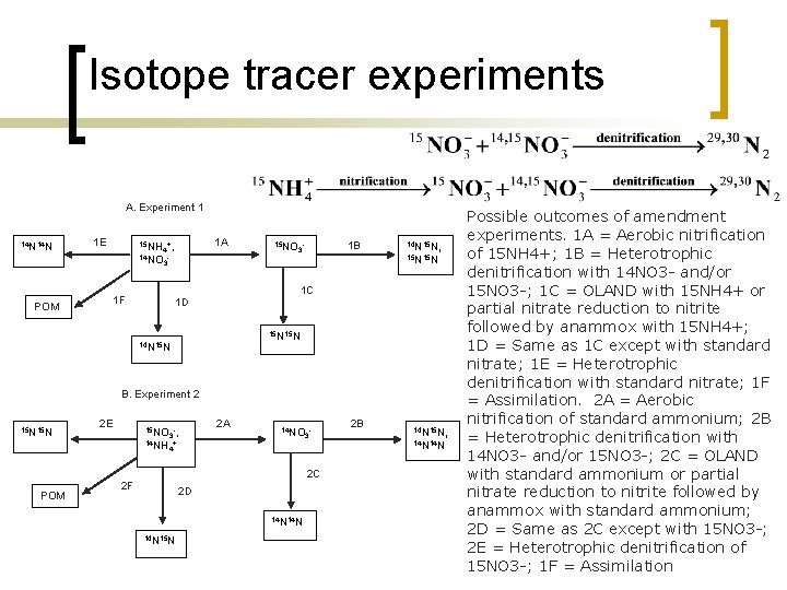 Isotope tracer experiments A. Experiment 1 14 N POM 1 E 1 A 15