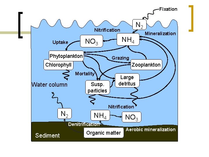 Fixation N 2 Nitrification NH 4 NO 3 Uptake Phytoplankton Grazing Chlorophyll Zooplankton Mortality