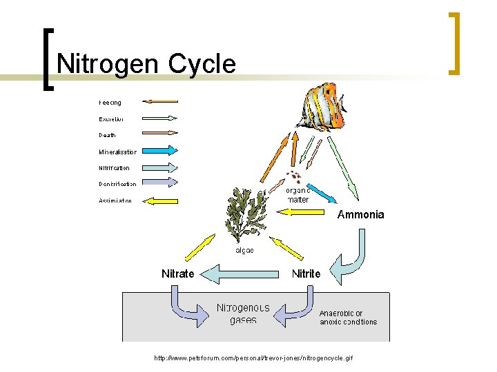 Nitrogen Cycle http: //www. petsforum. com/personal/trevor-jones/nitrogencycle. gif 