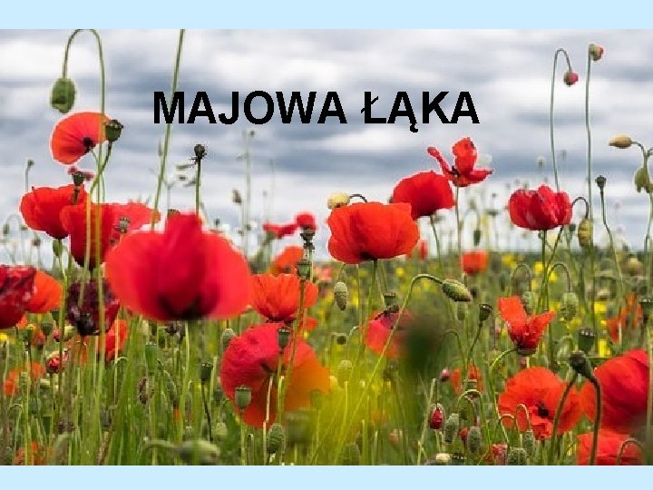 MAJOWA ŁĄKA 