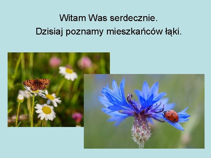 Witam Was serdecznie. Dzisiaj poznamy mieszkańców łąki. 