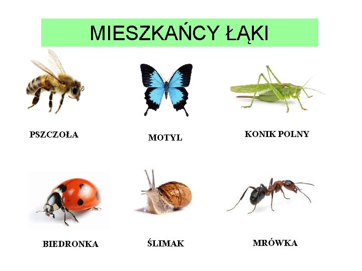 MIESZKAŃCY ŁĄKI PSZCZOŁA BIEDRONKA MOTYL KONIK POLNY ŚLIMAK MRÓWKA 