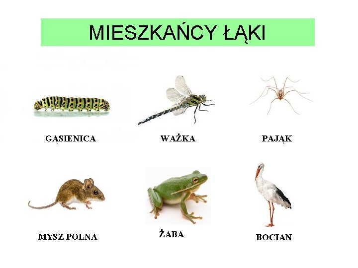 MIESZKAŃCY ŁĄKI GĄSIENICA MYSZ POLNA WAŻKA ŻABA PAJĄK BOCIAN 