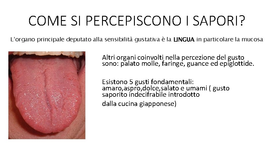 COME SI PERCEPISCONO I SAPORI? L’organo principale deputato alla sensibilità gustativa è la LINGUA