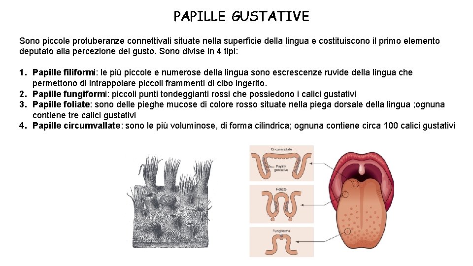 PAPILLE GUSTATIVE Sono piccole protuberanze connettivali situate nella superficie della lingua e costituiscono il