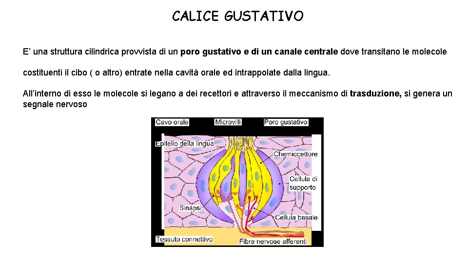 CALICE GUSTATIVO E’ una struttura cilindrica provvista di un poro gustativo e di un
