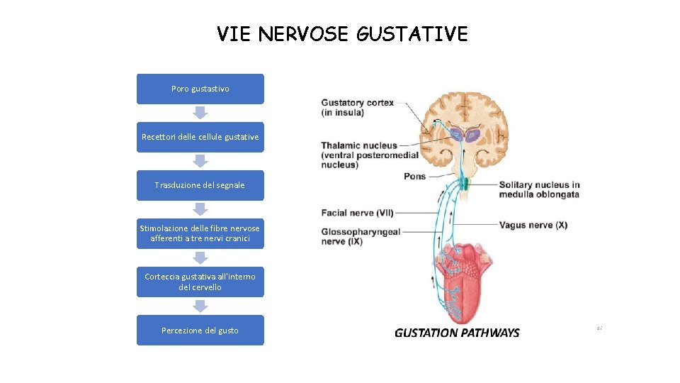 VIE NERVOSE GUSTATIVE Poro gustastivo Recettori delle cellule gustative Trasduzione del segnale Stimolazione delle