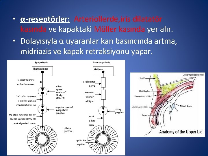  • α-reseptörler: Arteriollerde, iris dilatatör kasında ve kapaktaki Müller kasında yer alır. •