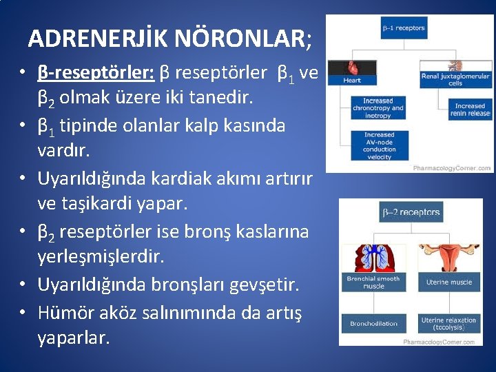 ADRENERJİK NÖRONLAR; • β-reseptörler: β reseptörler β 1 ve β 2 olmak üzere iki