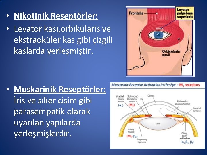  • Nikotinik Reseptörler: • Levator kası, orbikülaris ve ekstraoküler kas gibi çizgili kaslarda