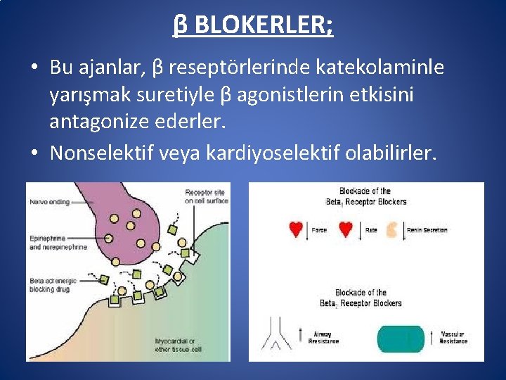 β BLOKERLER; • Bu ajanlar, β reseptörlerinde katekolaminle yarışmak suretiyle β agonistlerin etkisini antagonize