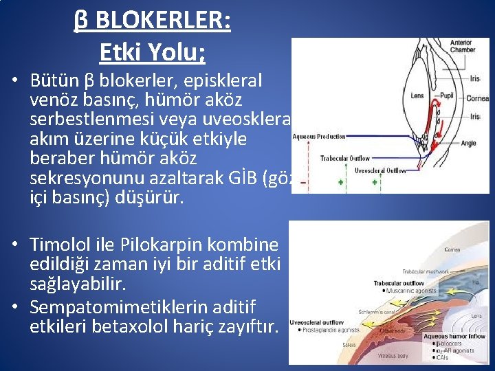 β BLOKERLER: Etki Yolu; • Bütün β blokerler, episkleral venöz basınç, hümör aköz serbestlenmesi