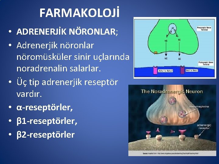 FARMAKOLOJİ • ADRENERJİK NÖRONLAR; • Adrenerjik nöronlar nöromüsküler sinir uçlarında noradrenalin salarlar. • Üç