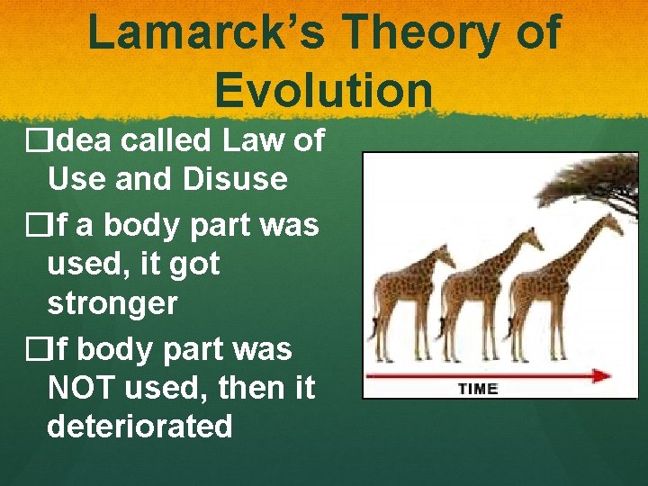 Lamarck’s Theory of Evolution �Idea called Law of Use and Disuse �If a body