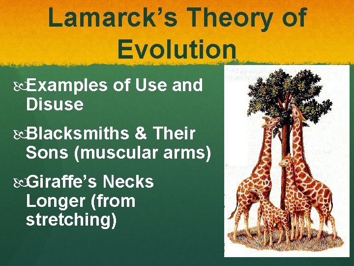 Lamarck’s Theory of Evolution Examples of Use and Disuse Blacksmiths & Their Sons (muscular