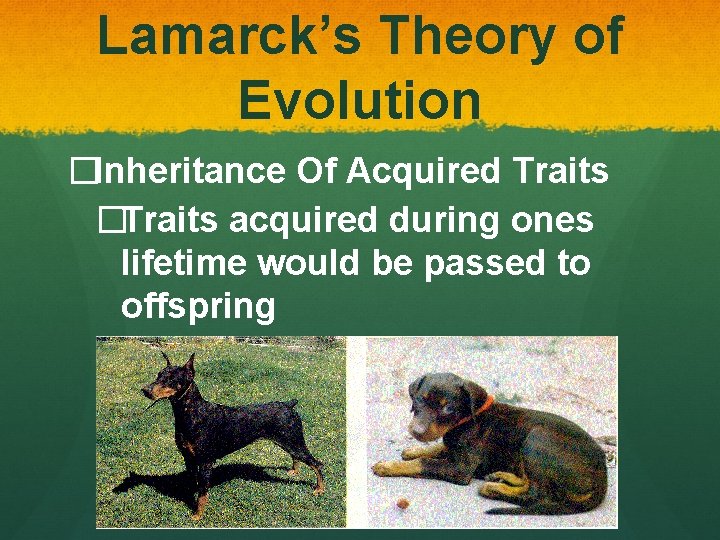 Lamarck’s Theory of Evolution �Inheritance Of Acquired Traits �Traits acquired during ones lifetime would