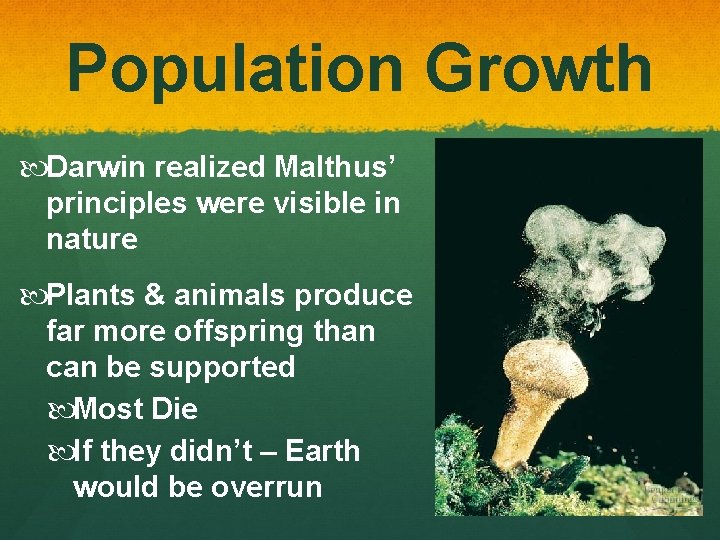 Population Growth Darwin realized Malthus’ principles were visible in nature Plants & animals produce