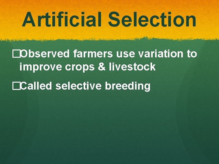 Artificial Selection �Observed farmers use variation to improve crops & livestock �Called selective breeding