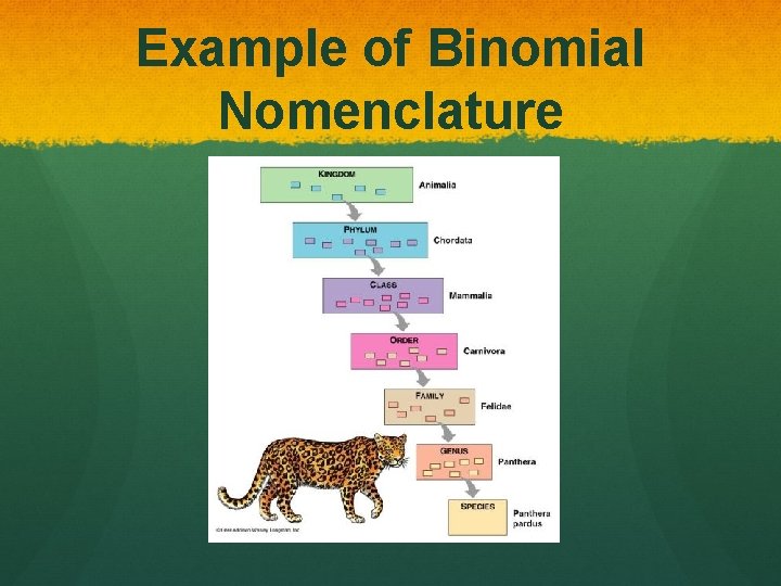 Example of Binomial Nomenclature 