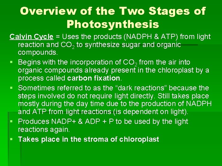 Overview of the Two Stages of Photosynthesis Calvin Cycle = Uses the products (NADPH Overview of the Two Stages of Photosynthesis Calvin Cycle = Uses the products (NADPH