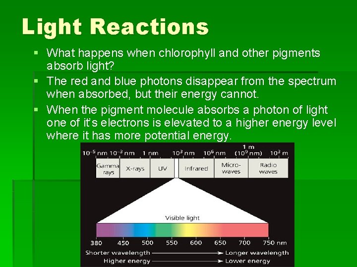 Light Reactions § What happens when chlorophyll and other pigments absorb light? § The Light Reactions § What happens when chlorophyll and other pigments absorb light? § The