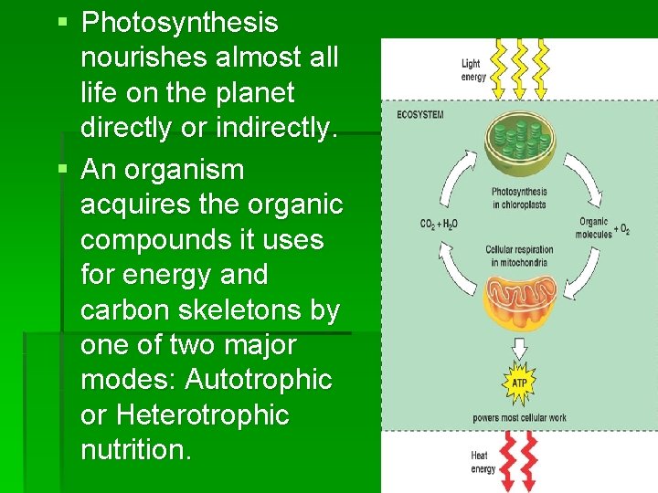 § Photosynthesis nourishes almost all life on the planet directly or indirectly. § An § Photosynthesis nourishes almost all life on the planet directly or indirectly. § An