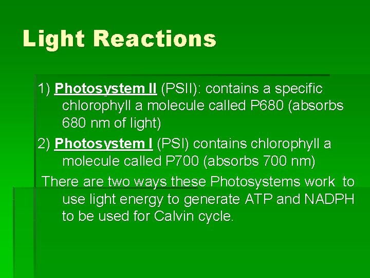 Light Reactions 1) Photosystem II (PSII): contains a specific chlorophyll a molecule called P Light Reactions 1) Photosystem II (PSII): contains a specific chlorophyll a molecule called P