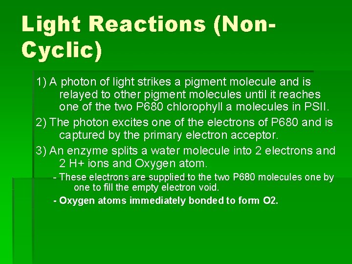 Light Reactions (Non. Cyclic) 1) A photon of light strikes a pigment molecule and Light Reactions (Non. Cyclic) 1) A photon of light strikes a pigment molecule and