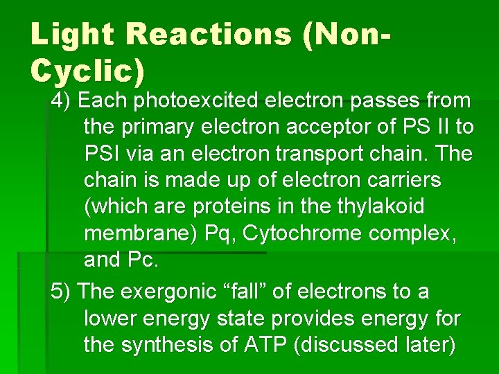 Light Reactions (Non. Cyclic) 4) Each photoexcited electron passes from the primary electron acceptor Light Reactions (Non. Cyclic) 4) Each photoexcited electron passes from the primary electron acceptor