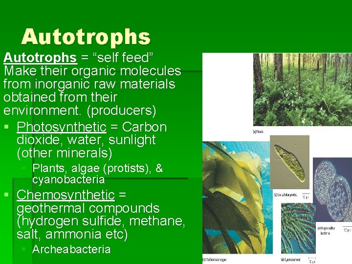 Autotrophs = “self feed” Make their organic molecules from inorganic raw materials obtained from Autotrophs = “self feed” Make their organic molecules from inorganic raw materials obtained from
