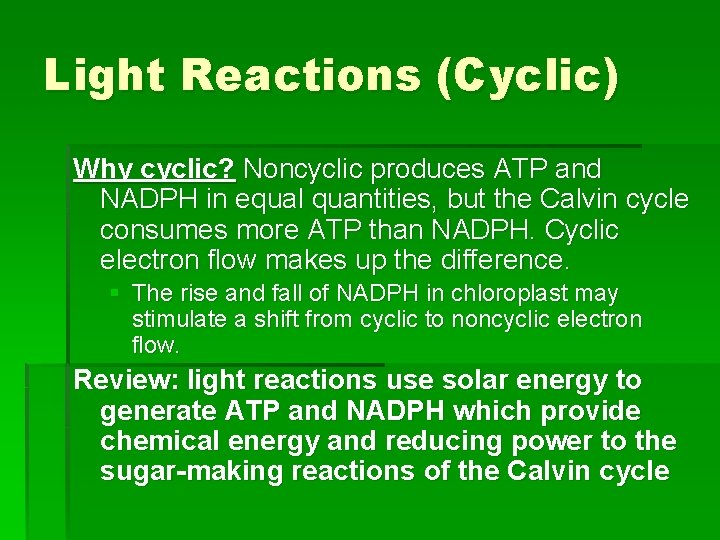 Light Reactions (Cyclic) Why cyclic? Noncyclic produces ATP and NADPH in equal quantities, but Light Reactions (Cyclic) Why cyclic? Noncyclic produces ATP and NADPH in equal quantities, but