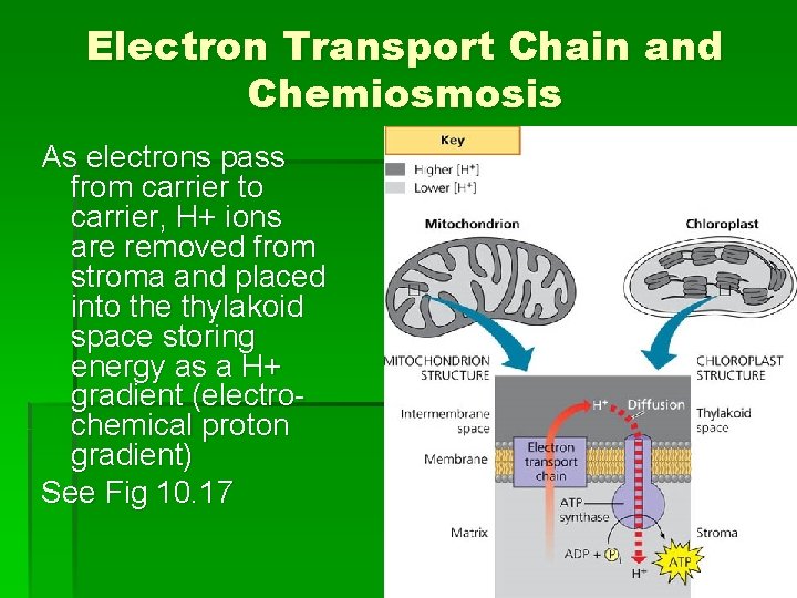Electron Transport Chain and Chemiosmosis As electrons pass from carrier to carrier, H+ ions Electron Transport Chain and Chemiosmosis As electrons pass from carrier to carrier, H+ ions