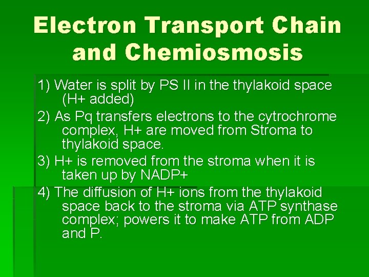 Electron Transport Chain and Chemiosmosis 1) Water is split by PS II in the Electron Transport Chain and Chemiosmosis 1) Water is split by PS II in the